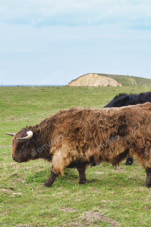 Preview: Highland cattle on the meadow