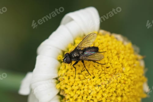Preview: Closeup on a Pouting Woodlouse-fly , Rhinophora lepida sitting on a yellow flower in the garden