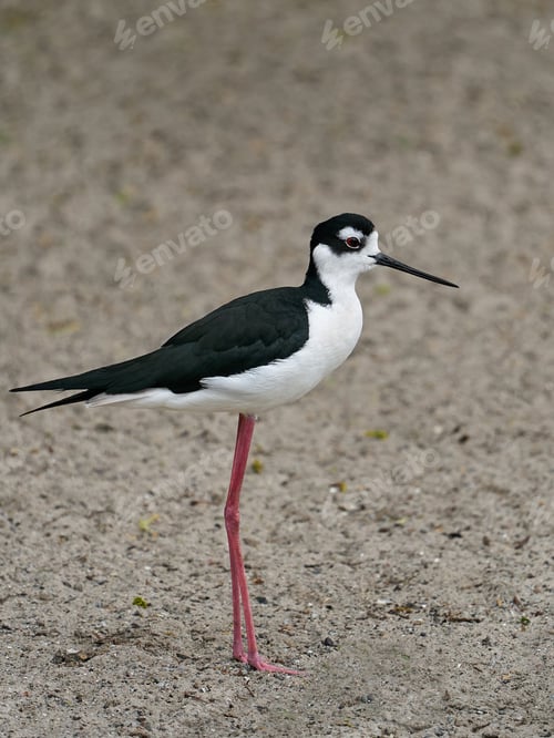 Preview: Black-necked stilt (Himantopus mexicanus)