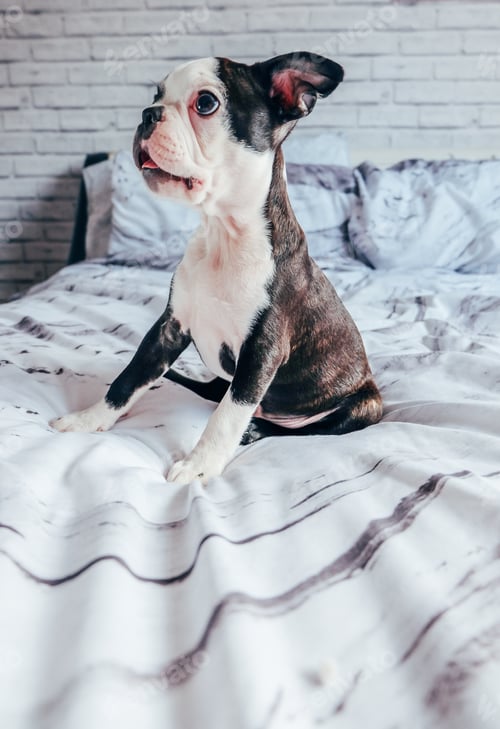 Preview: Happy Dog Posing in a Bedroom Setting
