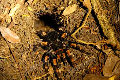 Preview: A black tarantula in the night visit to the Monteverde jungle. Costa Rica
