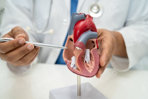 Preview: Cardiovascular disease CVD, Asian doctor holding human anatomy model for learn and treat heart