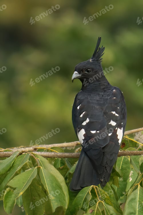Preview: Black Baza perching on tree branch
