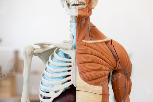 Preview: Half skeletal and muscular human anatomy model for medical study