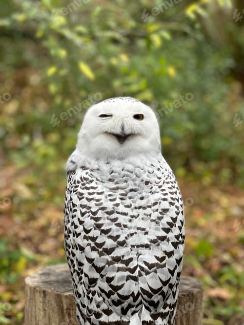 Preview: Shallow focus of a snowy owl