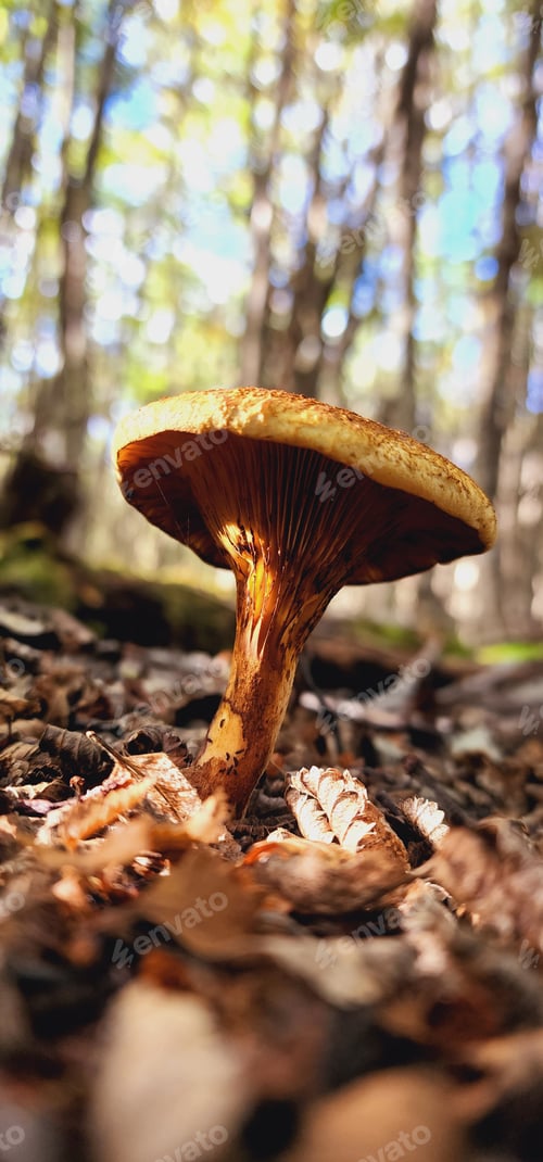 Preview: Mushroom surrounded by fallen leaves in forest clearing