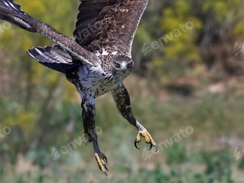 Preview: Bonellis eagle (Aquila fasciata)