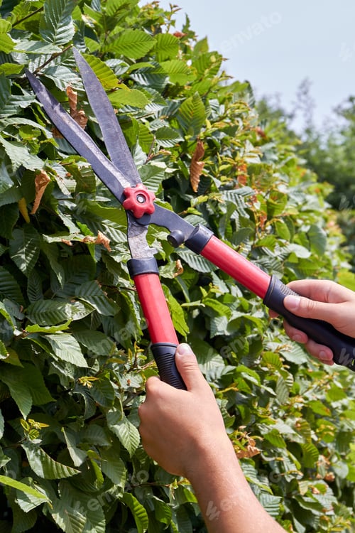 Preview: Vertical shot young hands with garden shear trimming the bush.