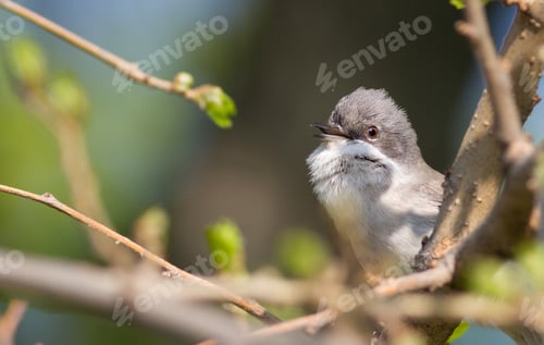 Preview: Lesser whitethroat, Sylvia curruca. Little songbird. Bird is singing