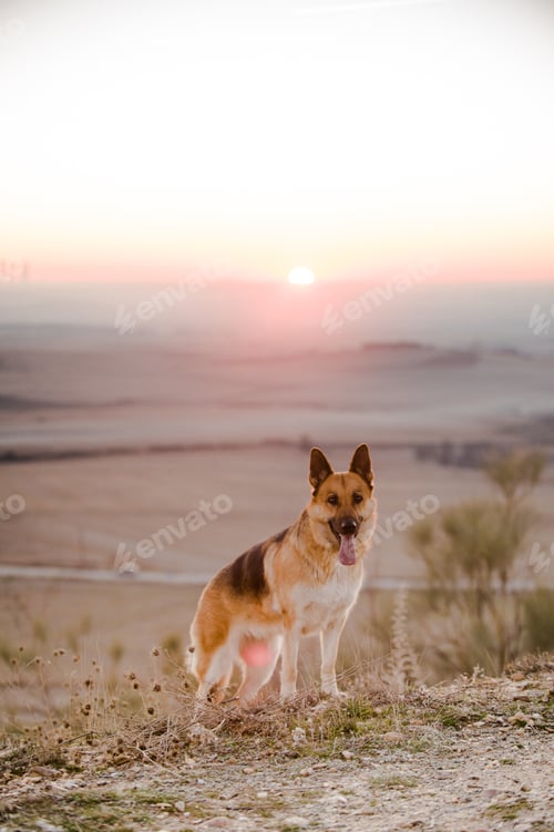 Preview: Funny dog in countryside during sunset