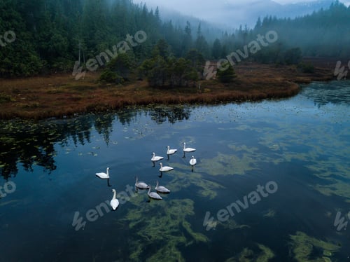 Preview: Swampy Lake with Swans
