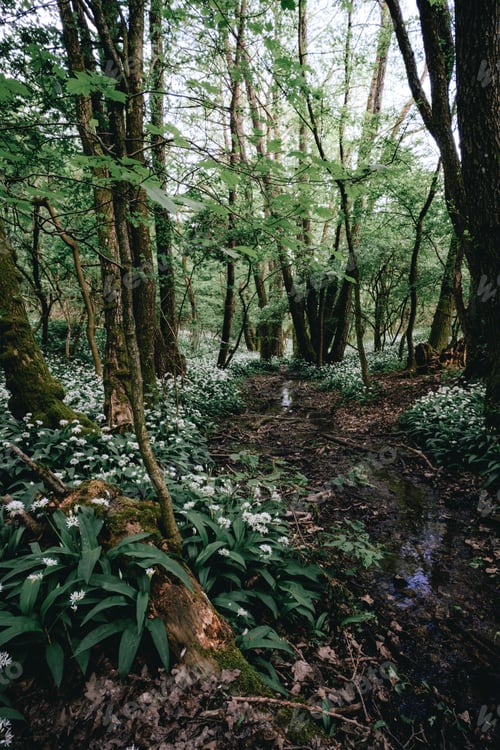 Preview: Tall trees, lush greenery, and white flowers in a wooded area