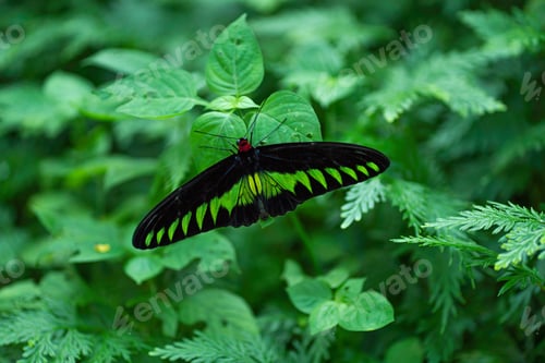 Preview: A butterfly species named the Rajah Brooke's birdwing perched on a leaf