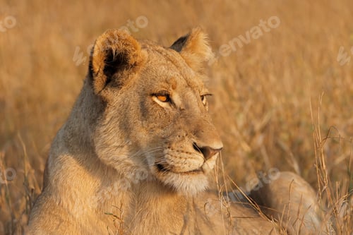 Preview: Alert lioness portrait - Kruger National Park