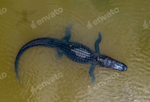 Preview: American Alligator
