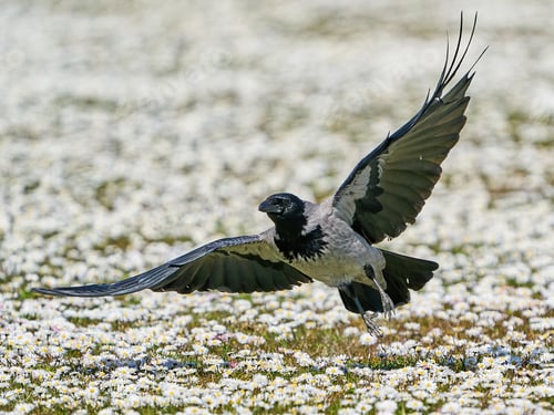 Preview: Hooded crow (Corvus cornix)
