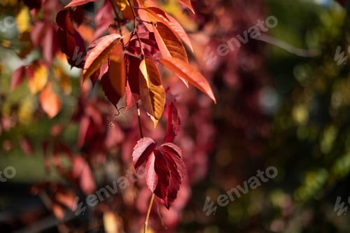 Preview: Natural background from red leafs of wild grape,negative space for text.