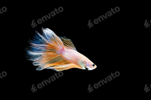 Preview: Betta fish, siamese fighting , betta splendens isolated on black background