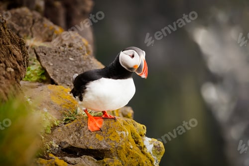 Preview: Atlantic Puffin