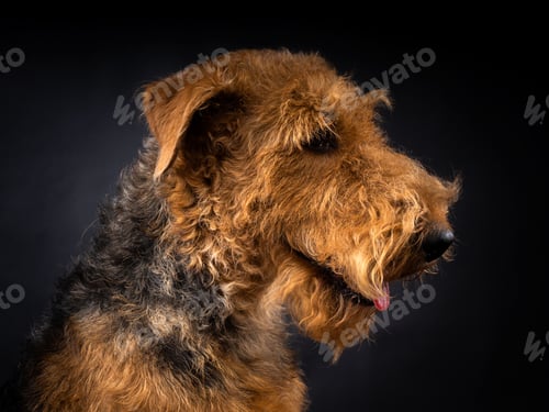 Preview: Portrait of an Airedale Terrier in close-up.