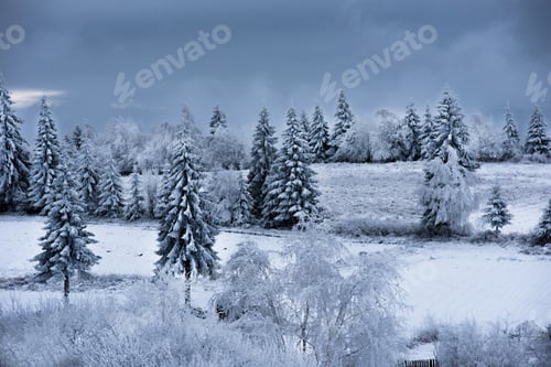 Preview: Majestic winter landscape. Fir trees covered by snow in the mountains
