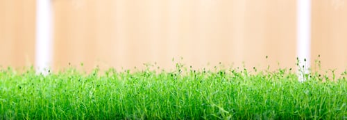 Preview: Growing greenery and microgreens at home on a windowsill or in a greenhouse, plants on the balcony.