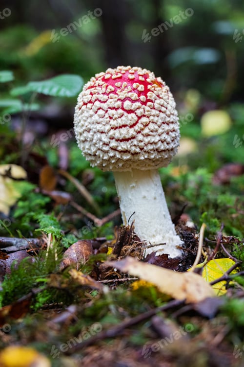 Preview: Amanita muscaria A red mushroom with white dots on its cap grows near the trunk of a tree in the