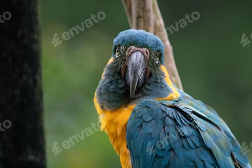 Preview: Close-up of a colorful parrot with vibrant feathers in a natural setting