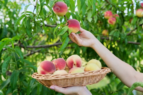Preview: Close-up of female hand picking ripe peaches from tree into basket