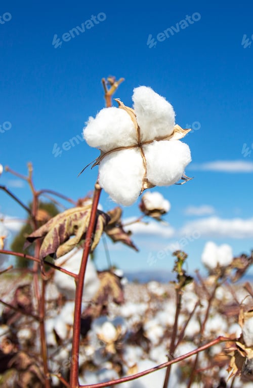 Preview: Cotton field (Turkey / Izmir). Agriculture concept photo.