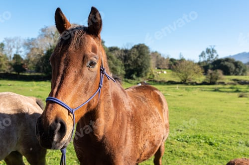 Preview: portrait of nice and gentle brown horse