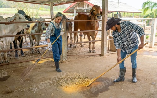 Preview: Asian man and woman farmers use bloom and tools to clean cow stable together in their farm