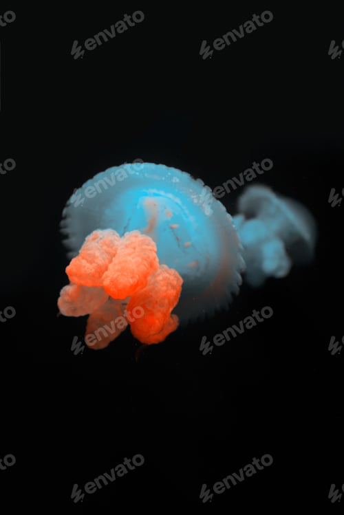 Preview: Blue blubber jellyfishes with neon light on black background