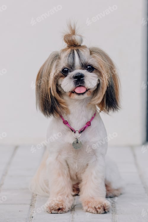 Preview: Cute funny shih tzu breed dog outdoors. Dog grooming. Funny dog at the city