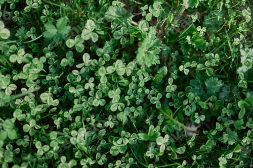 Preview: Fresh green leaves of clover grass and micro clover for lawn in the rays of summer sunlight