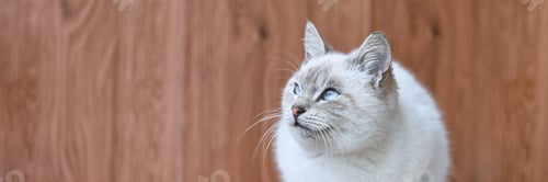 Preview: Siamese cat with blue eyes and cream fur sitting against wooden background