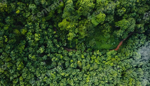 Preview: Tropical green forest in the rainy season from above,Aerial view,concept of environmental ecology