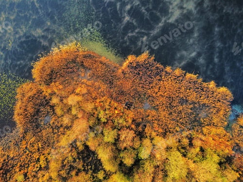 Preview: Drone shot of a colorful Autumn forest