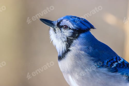 Preview: Portrait of a Bluejay