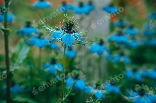 Preview: A young blue flower inside a larger bloom and with light coming in between thee flowers.