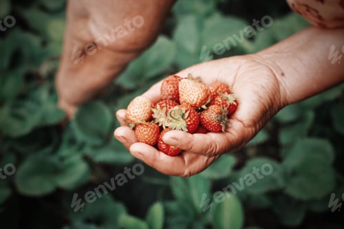 Preview: Closeup of a woman’s hand holding strawberries