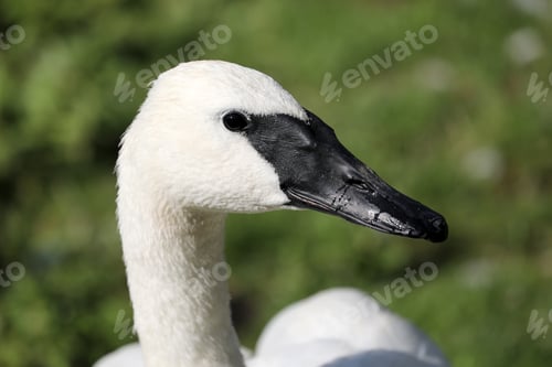 Preview: Trumpet Swan