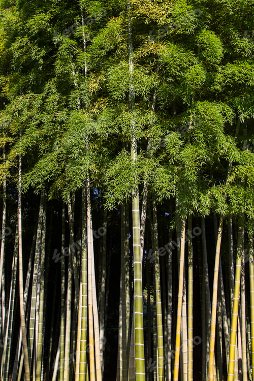 Preview: Bamboo forest