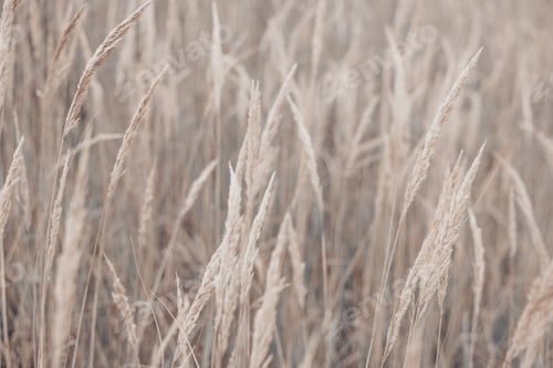 Preview: Pampas grass in autumn. Natural background. Dry beige reed. Pastel neutral colors and earth tones.