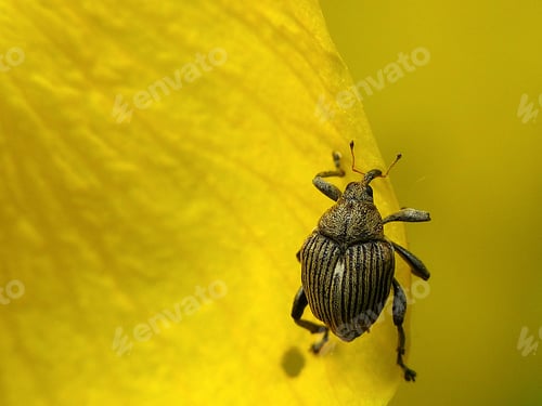 Preview: Weevil on the yellow petal.