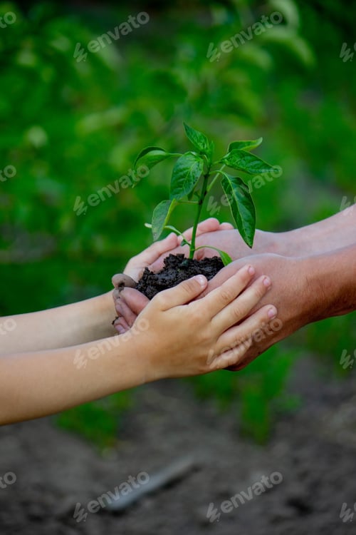 Preview: father and child plant a plant in the garden.