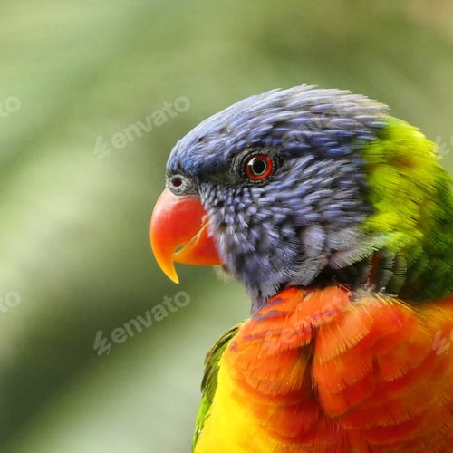 Preview: close up of rainbow lorikeet bird with green background