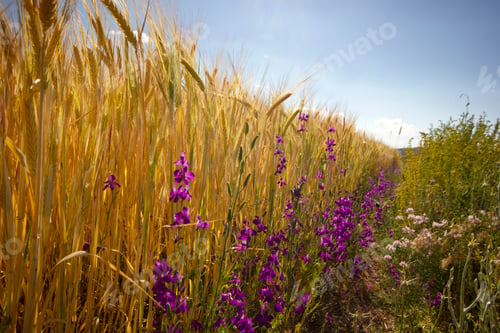 Preview: Wheat Field