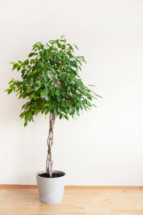 Preview: ficus benjamina large green houseplant with long braided stem