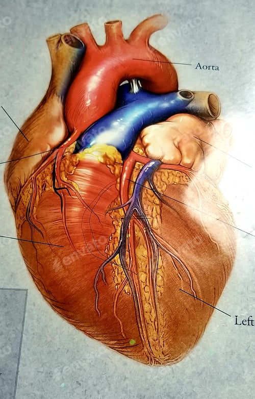 Preview: Human Heart! Healthcare and Medicine!